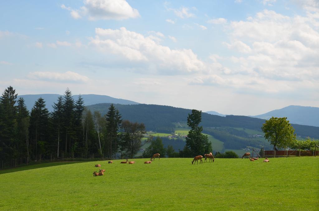 Wildwiesenhof Miesenbach  Esterno foto