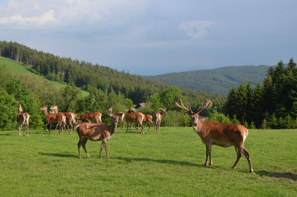 Wildwiesenhof Miesenbach  Esterno foto
