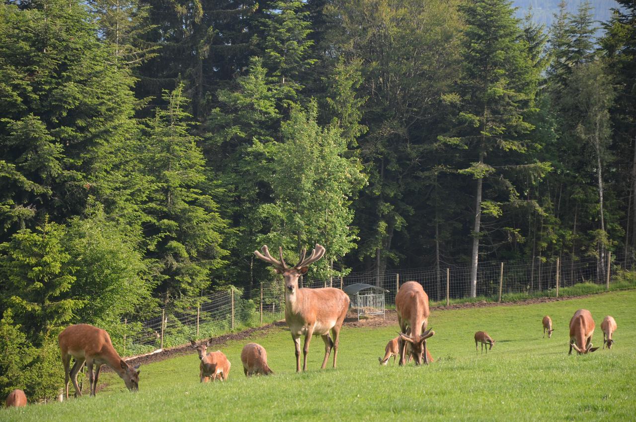 Wildwiesenhof Miesenbach  Esterno foto